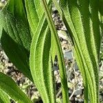Plantago argentea Likasa