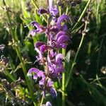 Salvia pratensis Цвят