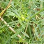 Reseda lutea Blad