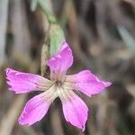 Dianthus lusitanusFloare