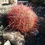 Ferocactus cylindraceus Blad