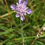 Scabiosa canescens Blüte