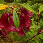 Rhododendron sanguineum Kvet
