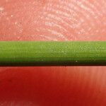 Juncus usitatus Azala
