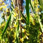 Pittosporum phillyreoides Flor