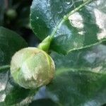 Camellia japonica फूल