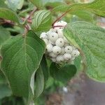 Cornus sericea ফল