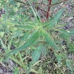 Ludwigia erecta Leaf