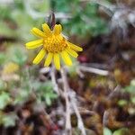 Jacobaea minuta Flower