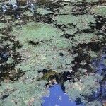 Azolla filiculoides Buveinė