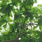 Cussonia brieyi Folha