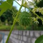 Echinocystis lobata Fruit