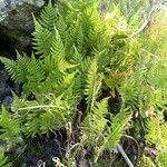 Arthropteris orientalis Habit