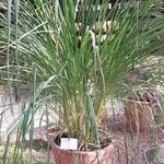 Cymbopogon citratus 葉