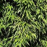 Phyllostachys viridiglaucescens موطن