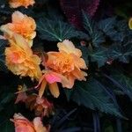 Begonia grandis Цвят