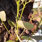 Eucalyptus robustaপাতা