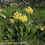 Primula luteola Habit