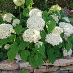 Hydrangea arborescens 形态