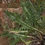 Crepis acuminata Habit