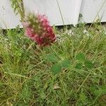 Trifolium purpureum Flower