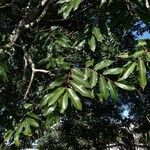 Canarium madagascariense Frunză