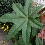 Ricinus communis Leaf