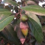 Quercus virginiana Ffrwyth