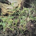 Caucalis platycarpos Libunga