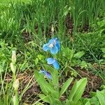 Meconopsis grandis Цвят