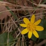 Ficaria verna Flower