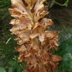 Orobanche rapum-genistae Flor