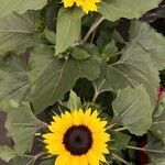 Helianthus giganteus 整株植物