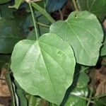 Adenia cissampeloides Leaf