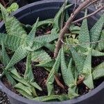 Aloe macrocarpa Blatt