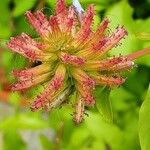 Plumbago europaea പുഷ്പം