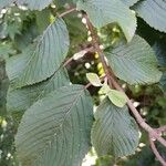 Viburnum plicatum Ліст