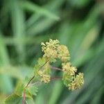 Alchemilla glabra Λουλούδι