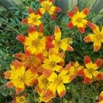 Bidens aurea Flor