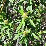 Cistus ladanifer Leaf
