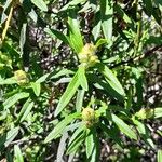 Cistus ladanifer Hoja