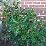 Magnolia grandiflora Lapas