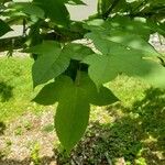 Liquidambar acalycina Leaf
