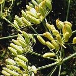 Foeniculum vulgare Frukto