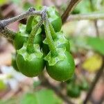 Solanum villosum Fruit