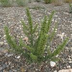 Dysphania botrys Libunga