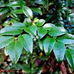 Vaccinium ovatum Leaf