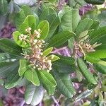 Cossinia trifoliata Yeri