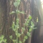 Dicliptera verticillata Blatt