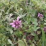 Lamium purpureum Cvet